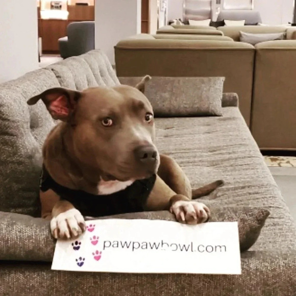 Dog Water Travel Bowl Foldable Reusable New - Picture 6 of 6